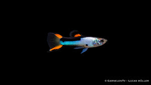 Endlers Guppy männlich „Silverado“ - Poecilia wingei