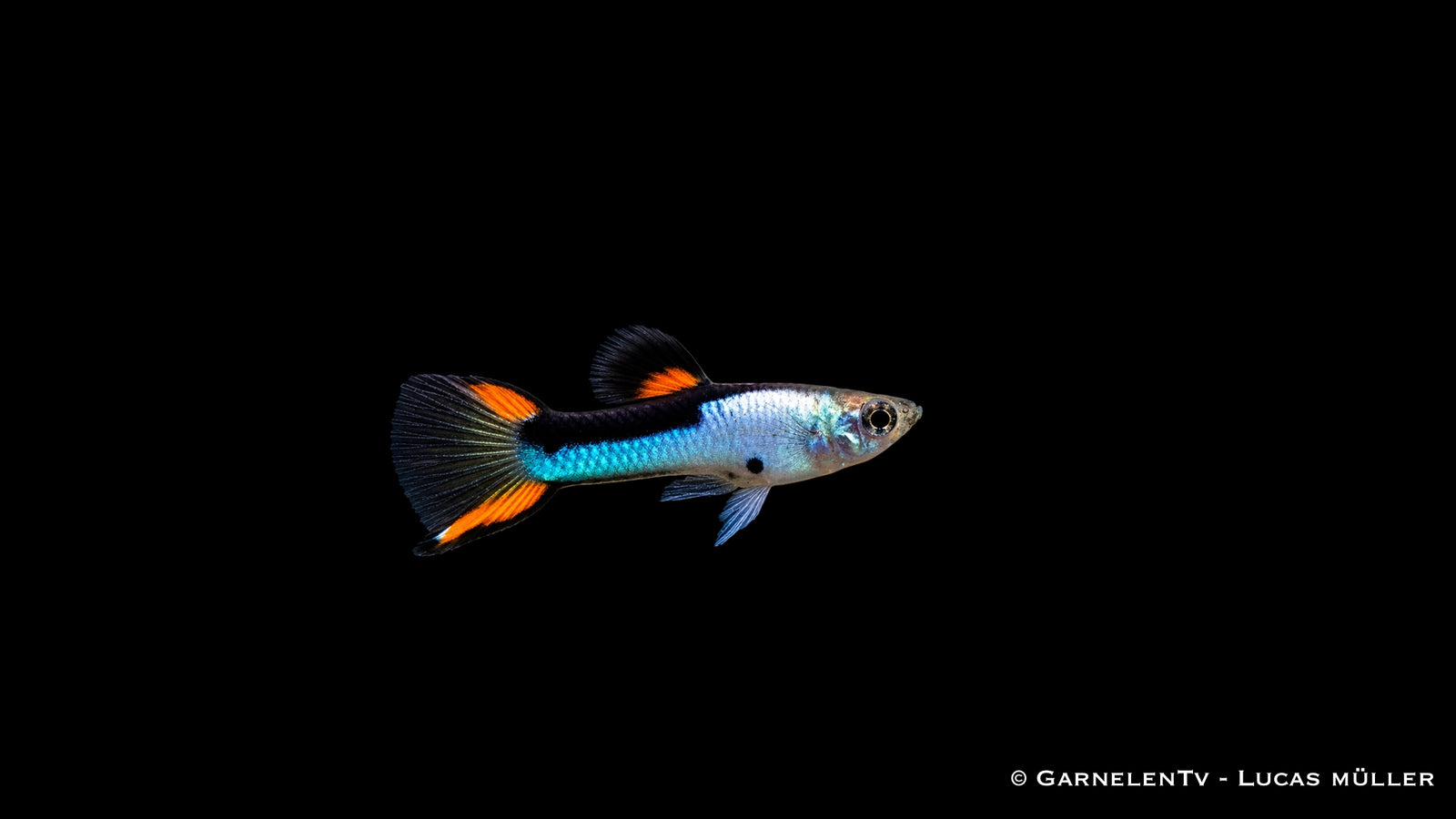 Endlers Guppy männlich „Silverado“ - Poecilia wingei
