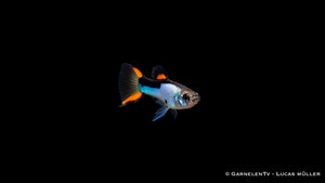 Endlers Guppy männlich „Silverado“ - Poecilia wingei