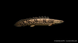 Endlicheri Flösselhecht Polypterus endlicheri mit langgestrecktem Körper und urtümlichem Erscheinungsbild im Aquarium