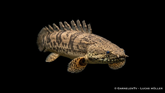 Nahaufnahme eines Polypterus endlicheri mit markanter Kopfform, kräftiger Zeichnung und typischen Rückenflossen