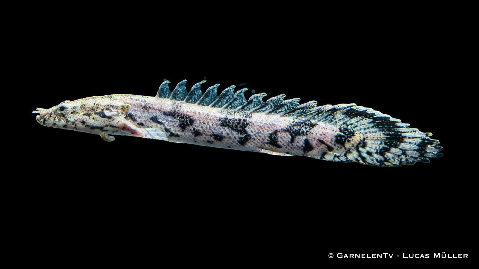 Endlichers Flösselhecht Polypterus endlicherii im Aquarium