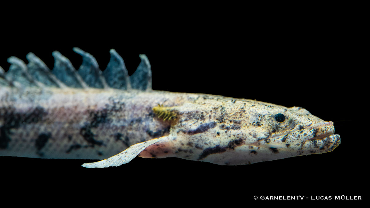 Endlichers Flösselhecht Polypterus endlicherii im Aquarium
Endlichers Flösselhecht Polypterus endlicherii im Aquarium