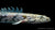 Endlichers Flösselhecht Polypterus endlicherii im Aquarium