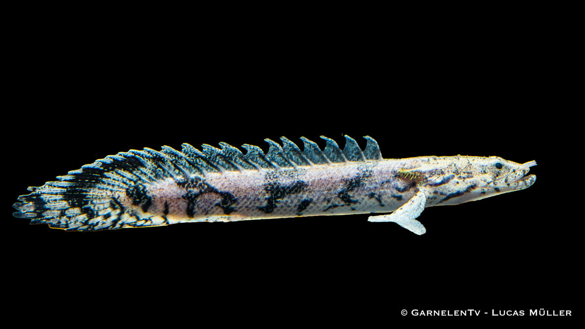 Flösselhecht schwimmend in einem großen Aquarium