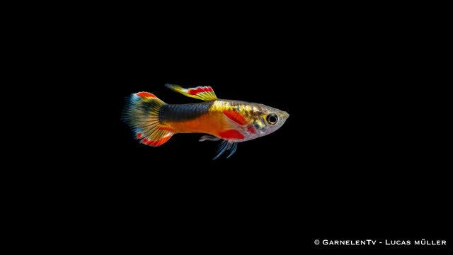 Endler Guppy Red Chest Saddleback - Poecilia wingei