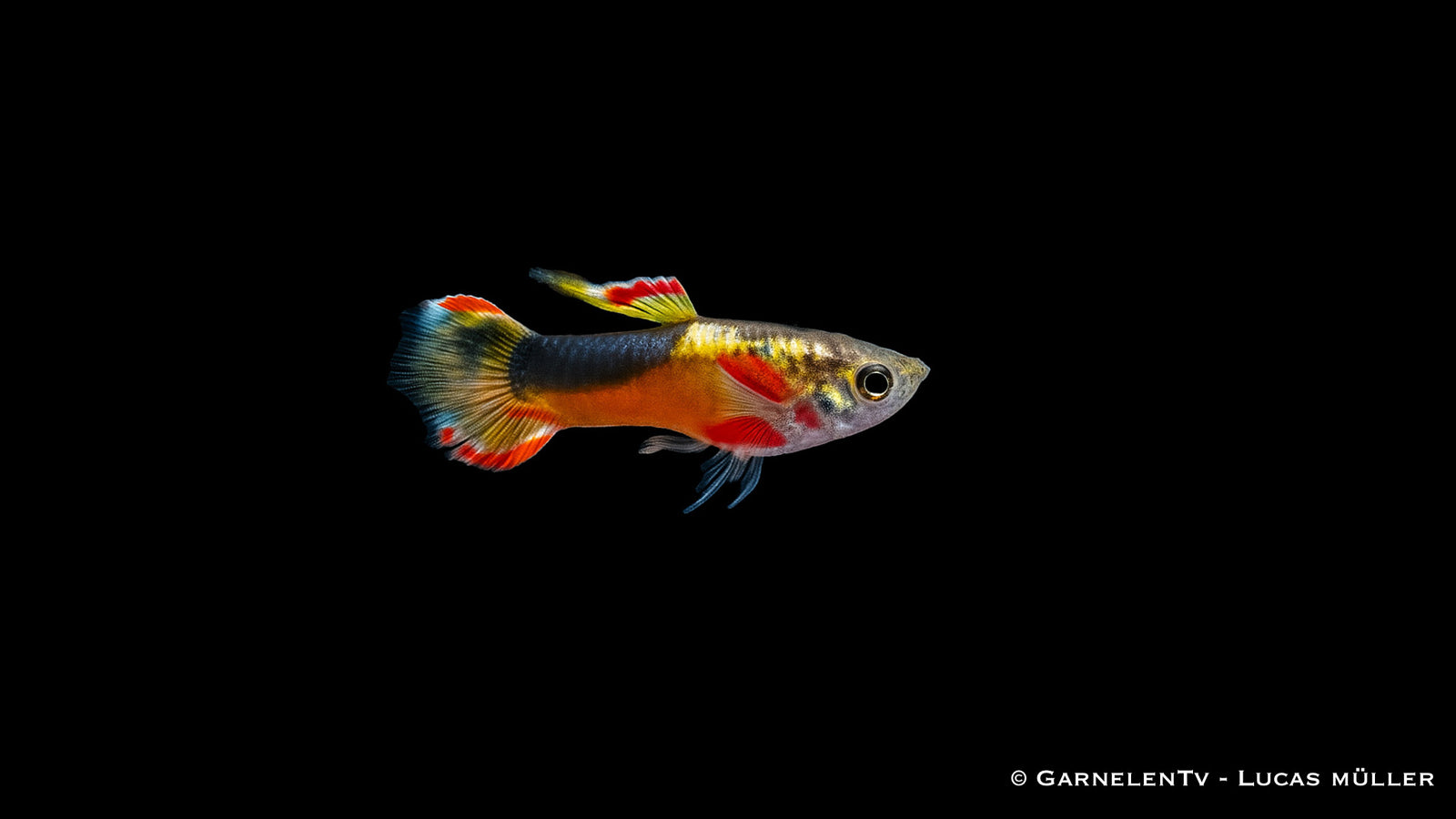 Endler Guppy Red Chest Saddleback - Poecilia wingei