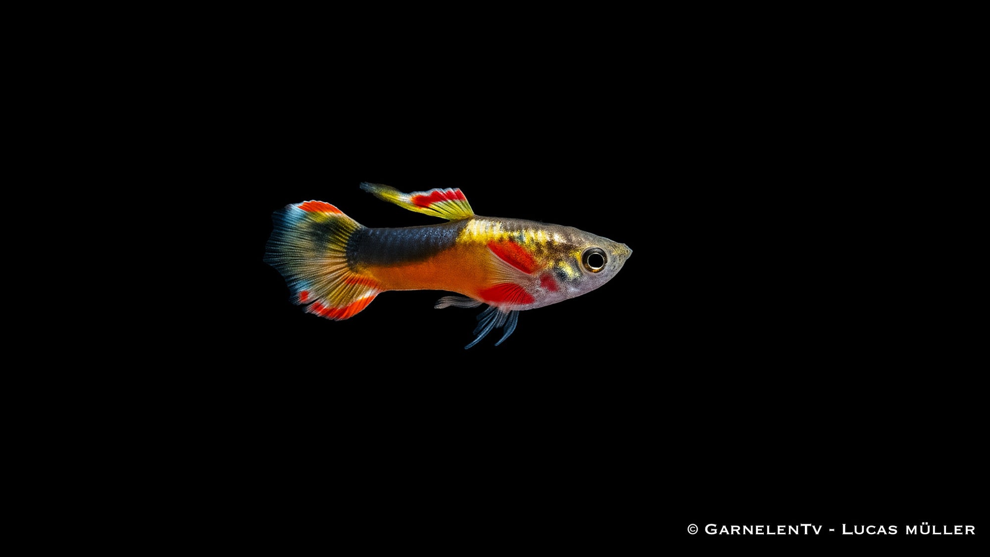 Endler Guppy Red Chest Saddleback - Poecilia wingei