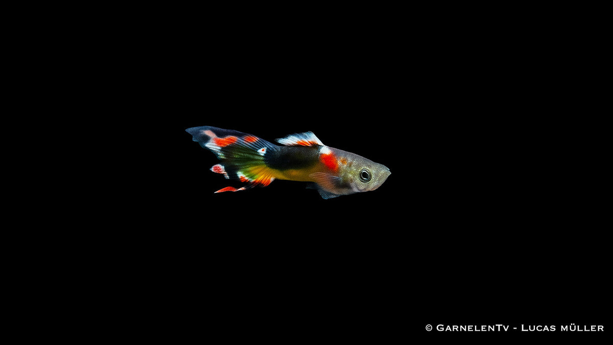 Endler Guppy Red Chest Saddleback - Poecilia wingei
