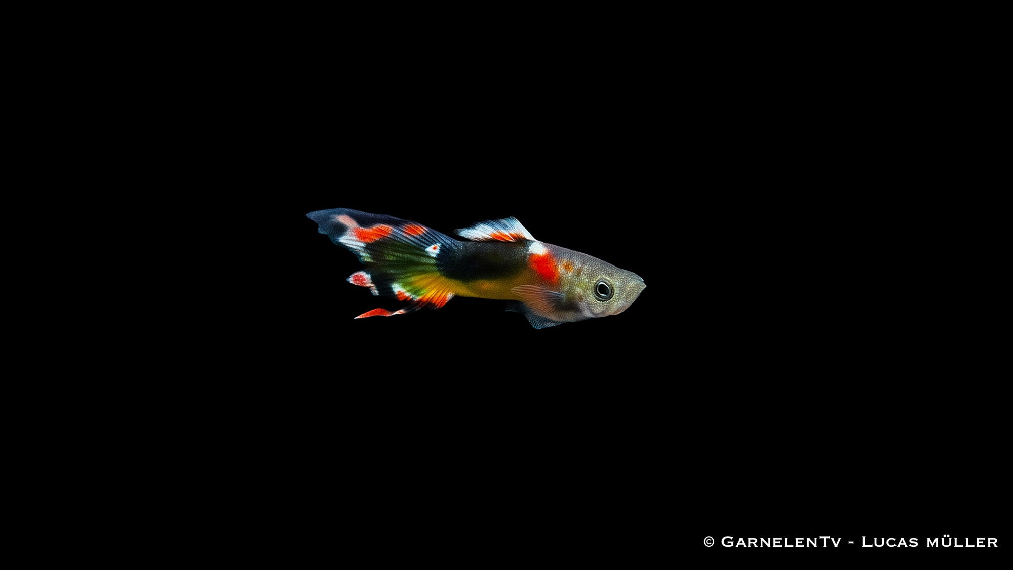 Endler Guppy Red Chest Saddleback - Poecilia wingei