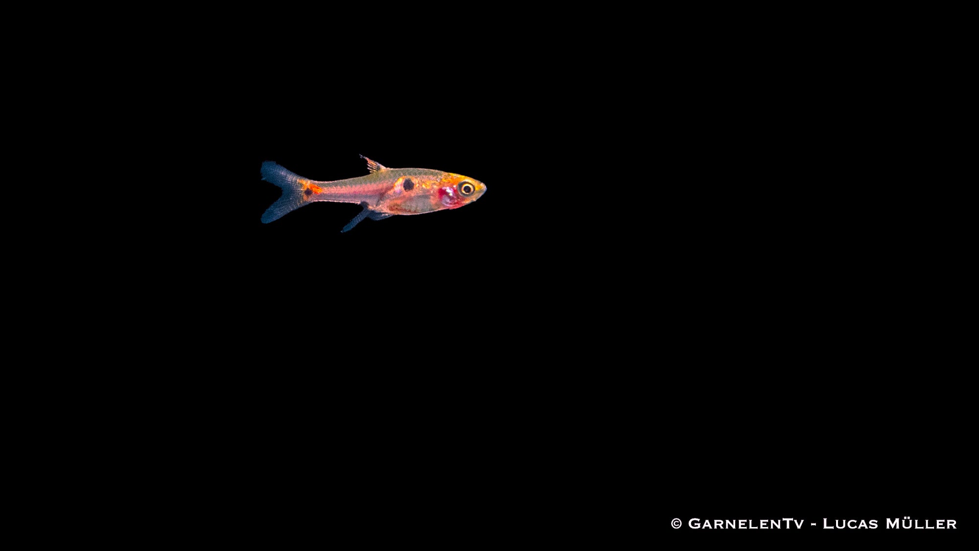 Erdbeer Zwergbärbling (Boraras naevus) im Aquarium