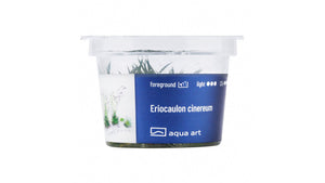 Eriocaulon cinereum - InVitro