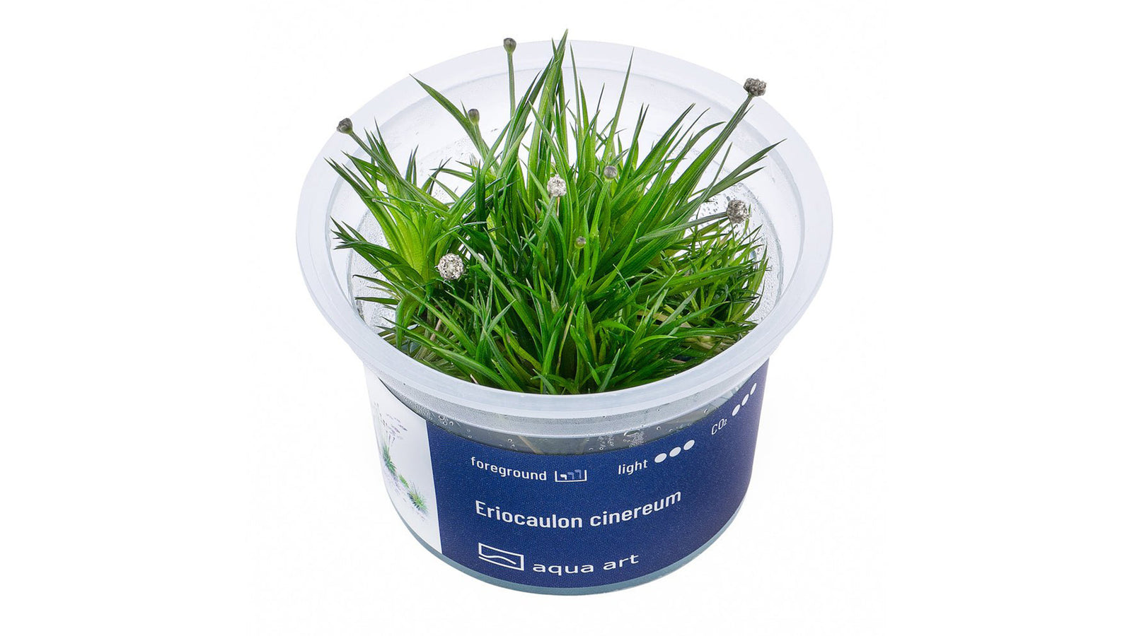 Eriocaulon cinereum - InVitro