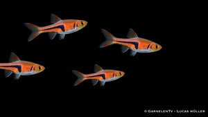 Espes Keilfleckbärbling - Trigonostigma (Rasbora) espei