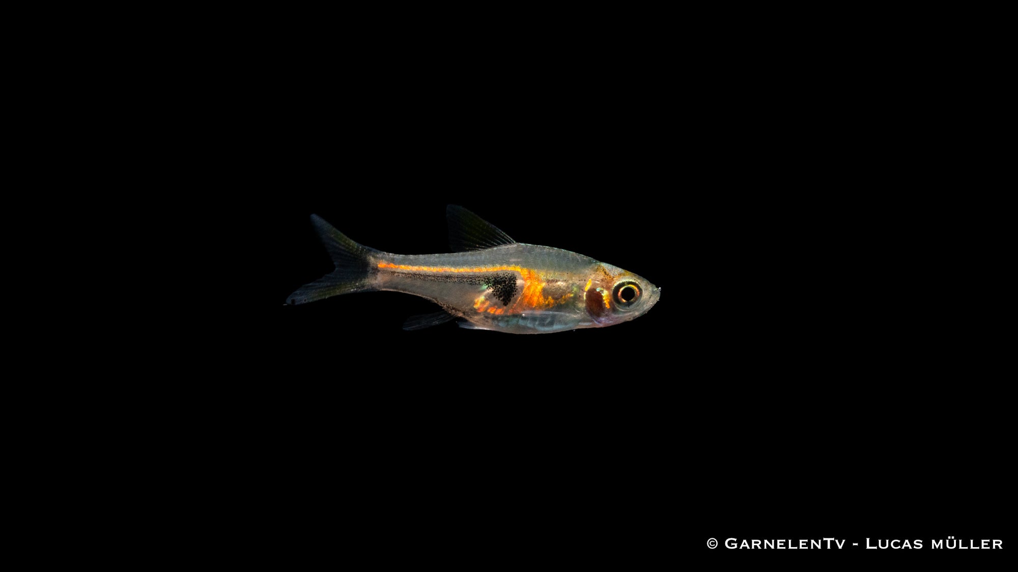 Espes Keilfleckbärbling im Aquarium