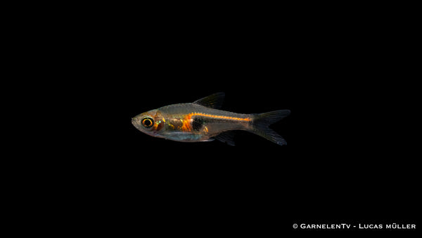 Espes Keilfleckbärbling - Trigonostigma (Rasbora) espei