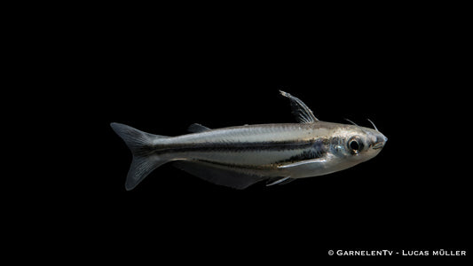 Afrikanischer Glaswels - Etropiella debauwi