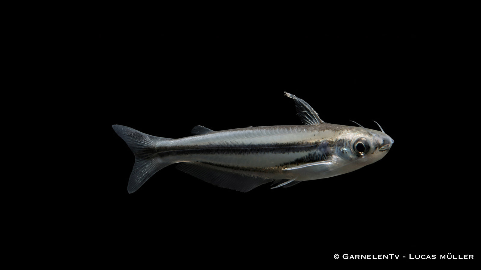 Afrikanischer Glaswels - Etropiella debauwi