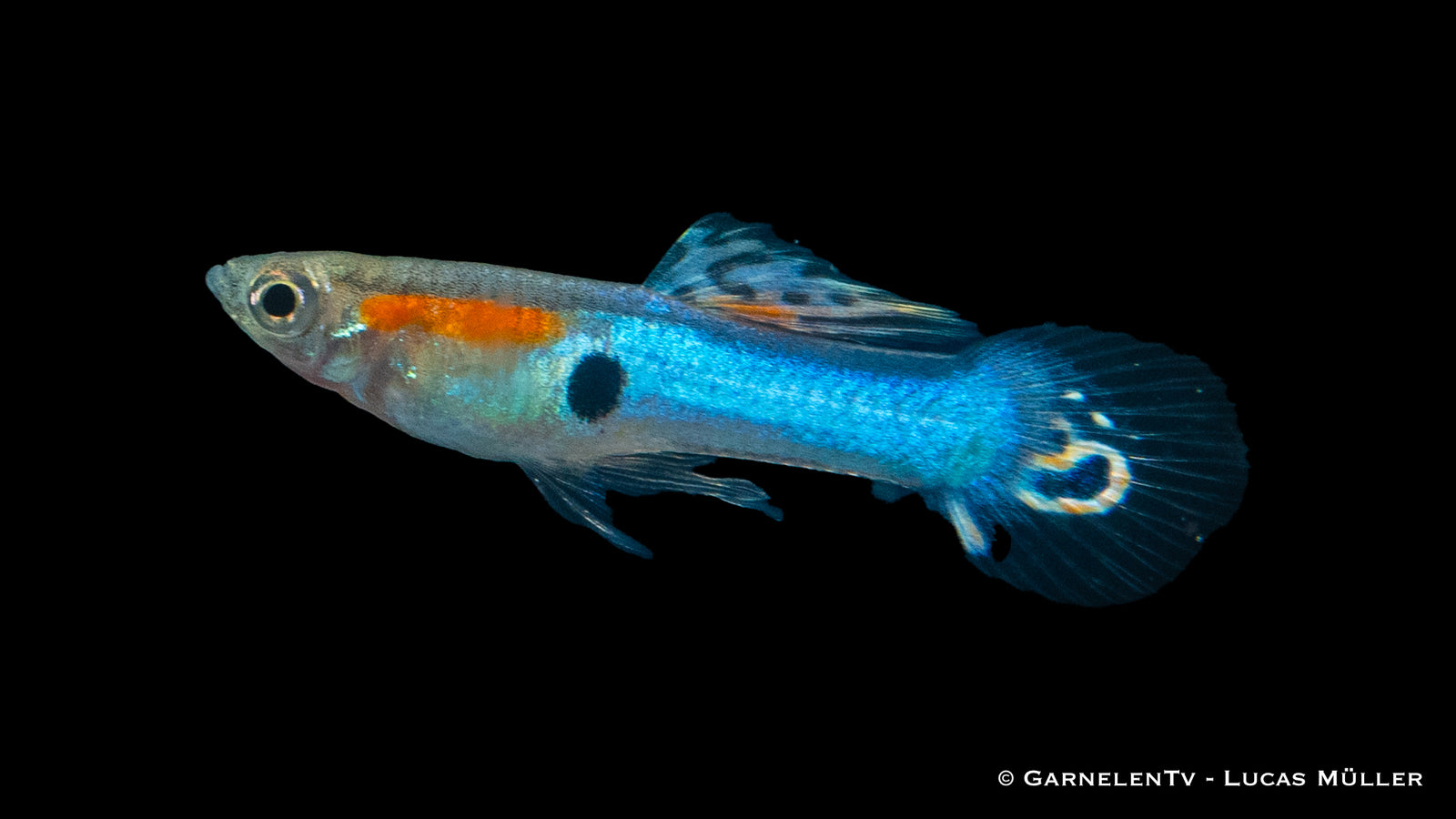 Endler Guppy Männlich Japan Blue im Aquarium
