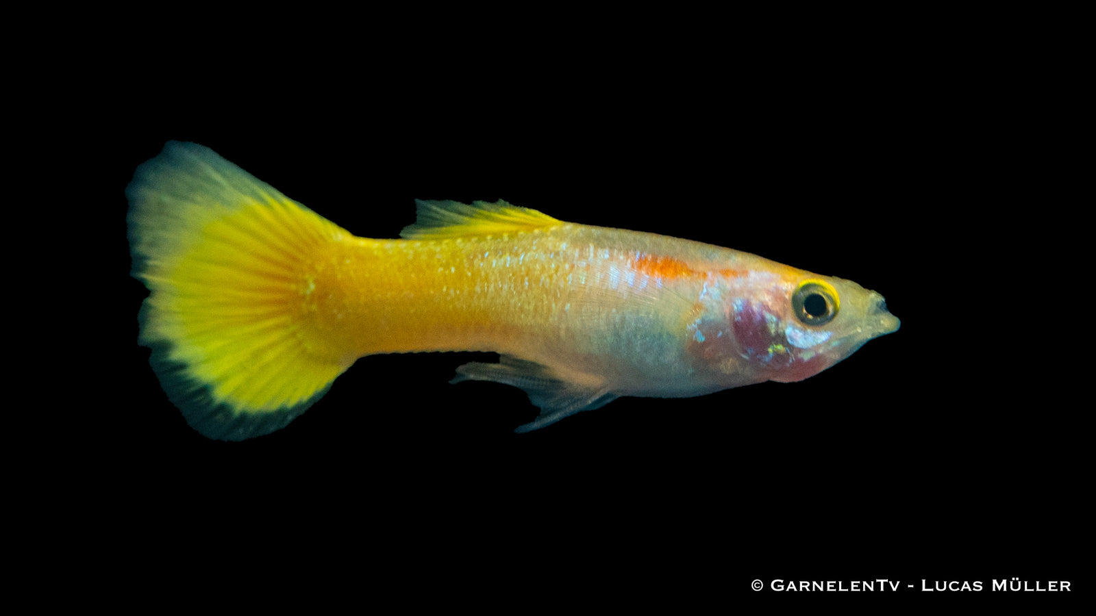 Guppy Männlich Lemon swimming in a freshwater aquarium