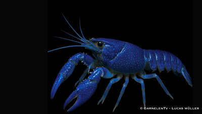 Florida Krebse - Procambarus alleni