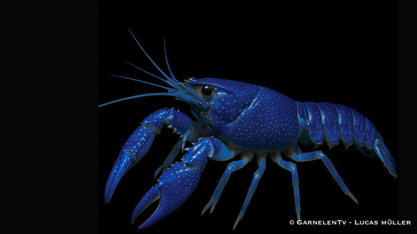 Florida Krebse - Procambarus alleni