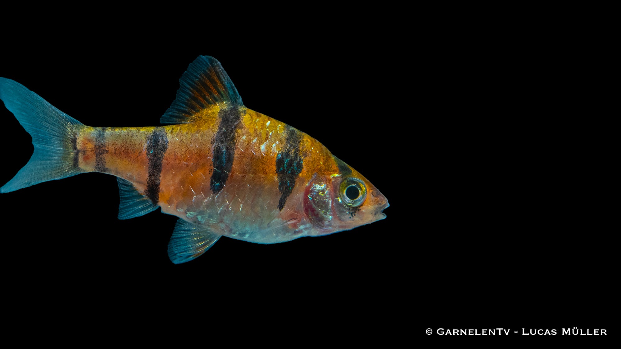 Fünfgürtelbarbe (Desmopuntius pentazona) schwimmt im Aquarium