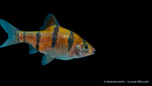 Fünfgürtelbarbe (Desmopuntius pentazona) schwimmt im Aquarium