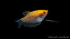 Fadenfisch gold - Trichogaster trichopterus