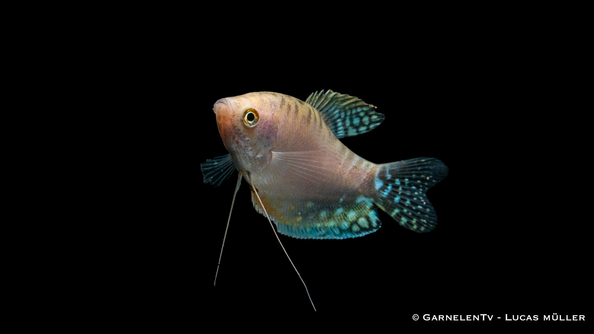 Gepunkteter Opal-Fadenfisch - Trichogaster trichopterus opal