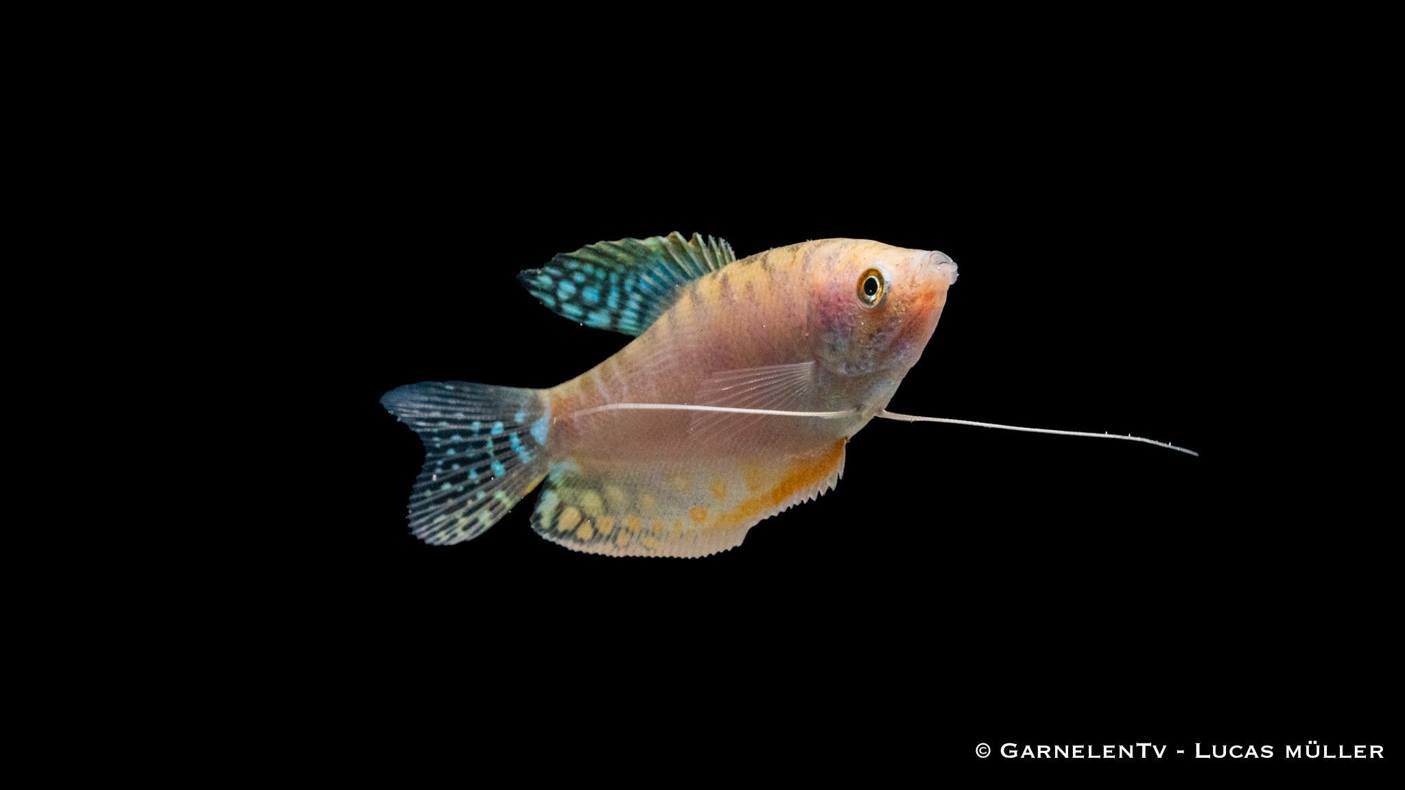 Gepunkteter Opal-Fadenfisch - Trichogaster trichopterus opal