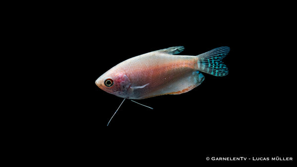 Gepunkteter Opal-Fadenfisch - Trichogaster trichopterus opal