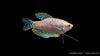 Gepunkteter Opal-Fadenfisch - Trichogaster trichopterus opal