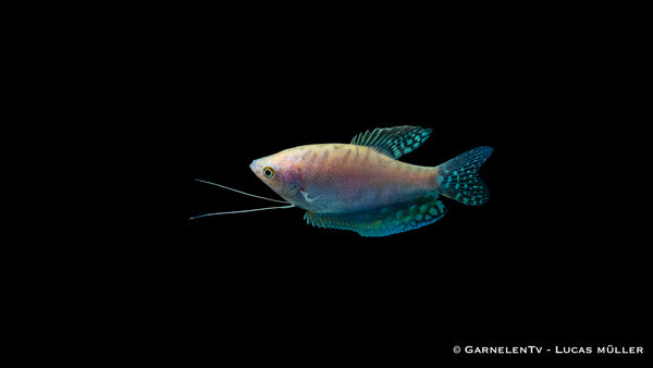 Gepunkteter Opal-Fadenfisch - Trichogaster trichopterus opal