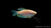 Gepunkteter Opal-Fadenfisch - Trichogaster trichopterus opal