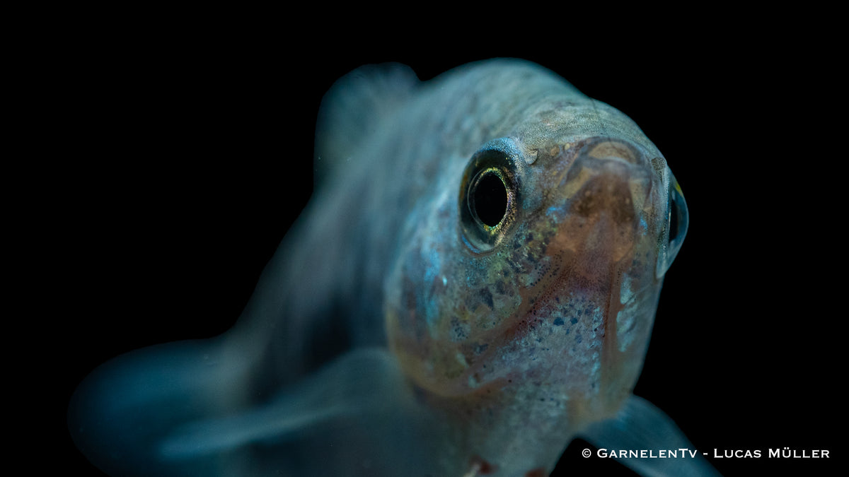 Marmorfadenfisch &quot;Cosby&quot; - Trichogaster trichopterus