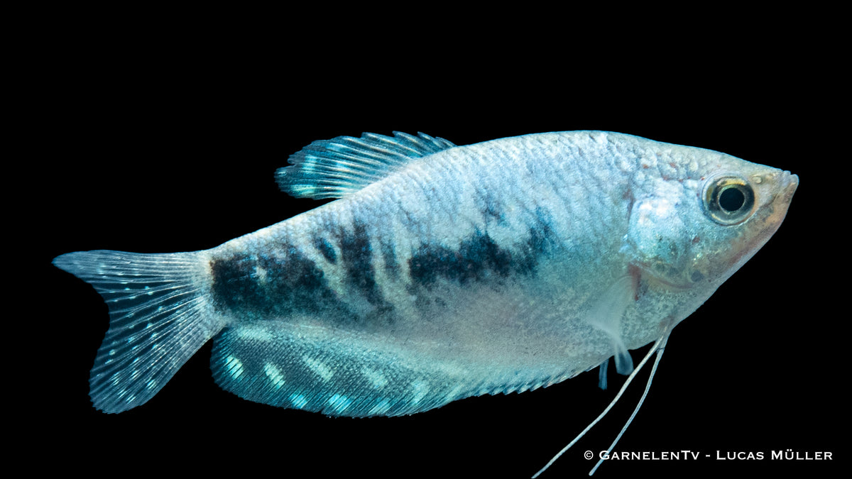 Marmorfadenfisch &quot;Cosby&quot; - Trichogaster trichopterus