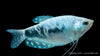 Marmorfadenfisch "Cosby" - Trichogaster trichopterus