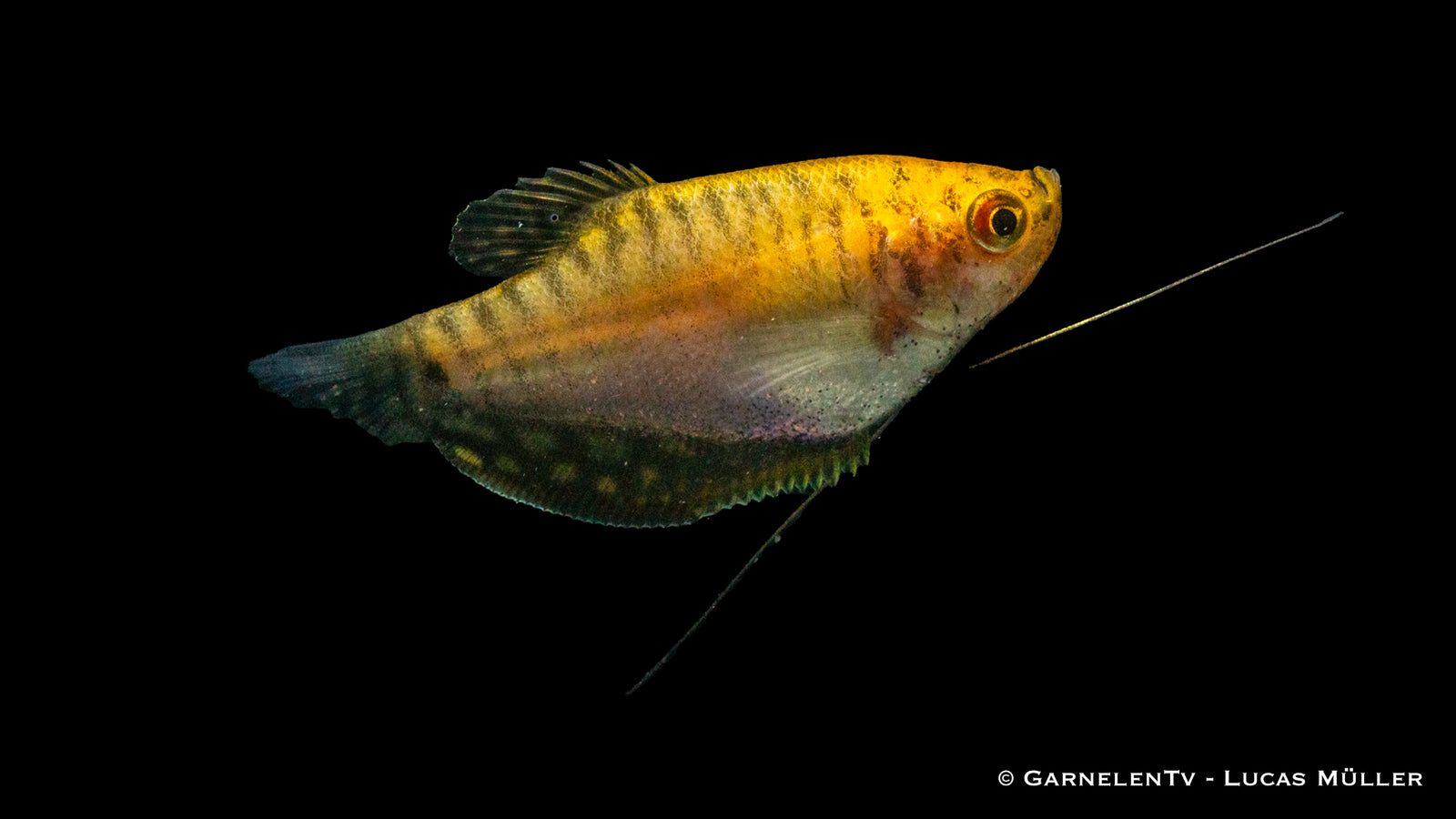 Fadenfisch Gold (Trichogaster trichopterus) swimming in aquarium