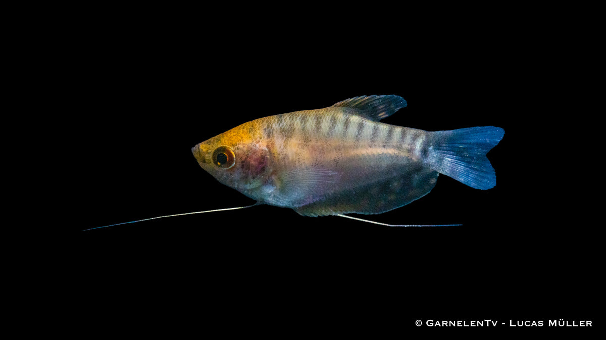 Fadenfisch Gold with its characteristic territorial behavior