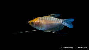 Fadenfisch Gold with its characteristic territorial behavior