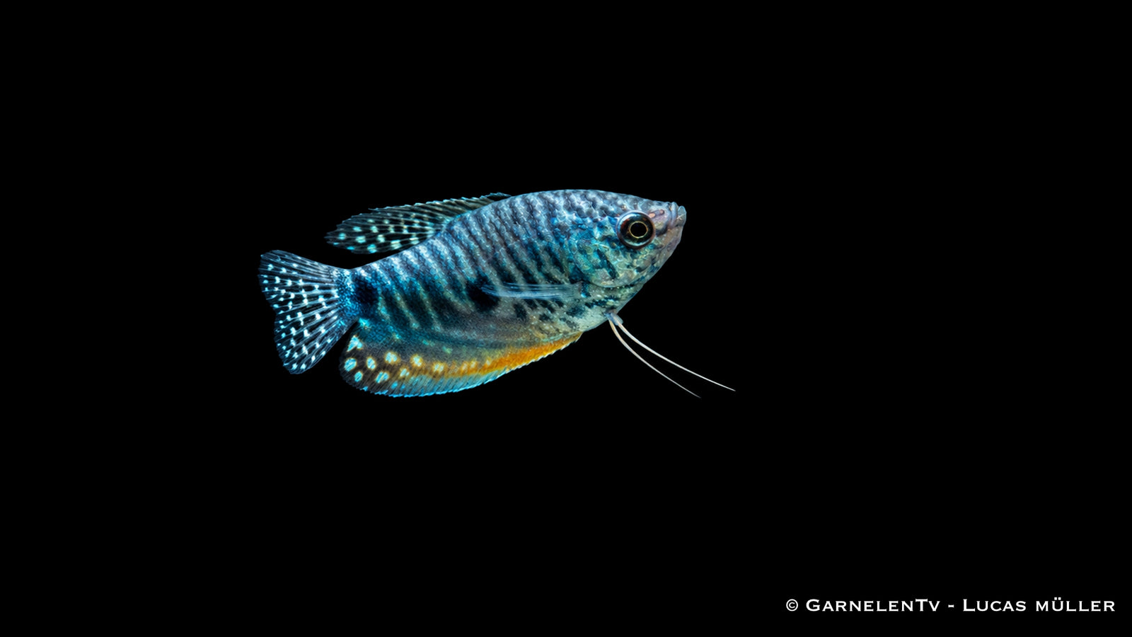 Fadenfisch blau - Trichogaster trichopterus