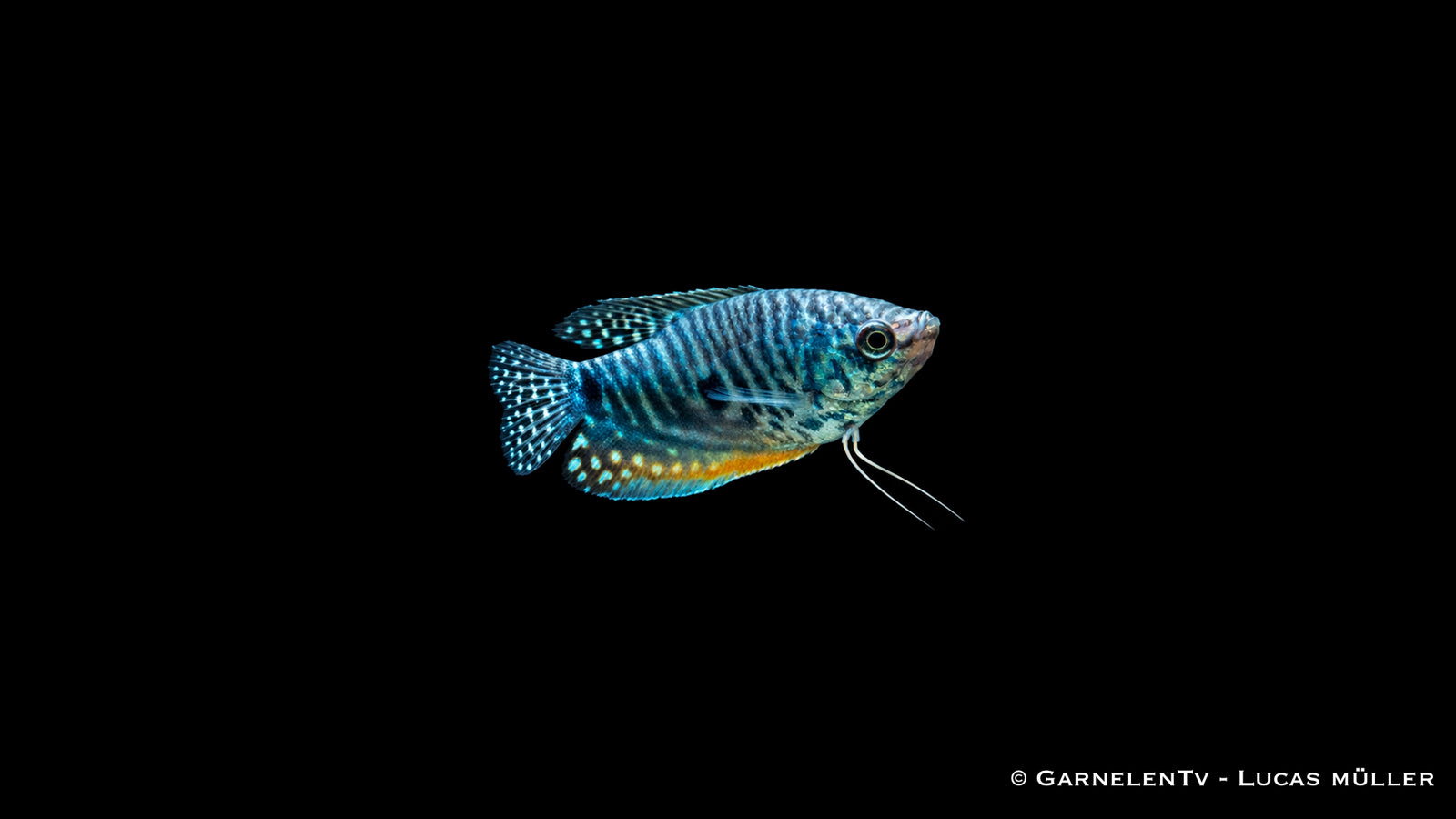 Fadenfisch blau - Trichogaster trichopterus