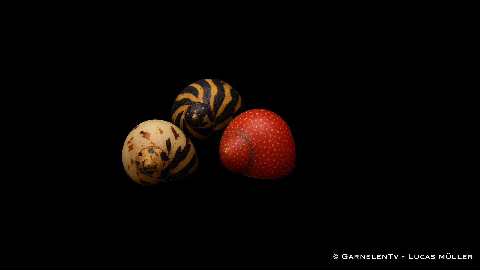 Fancy Geweihschnecke - Clithon sowerbianum