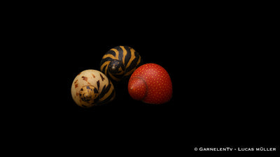 Fancy Geweihschnecke - Clithon sowerbianum