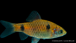 Farbenfrohe Odessabarbe in einem Aquarienbecken
