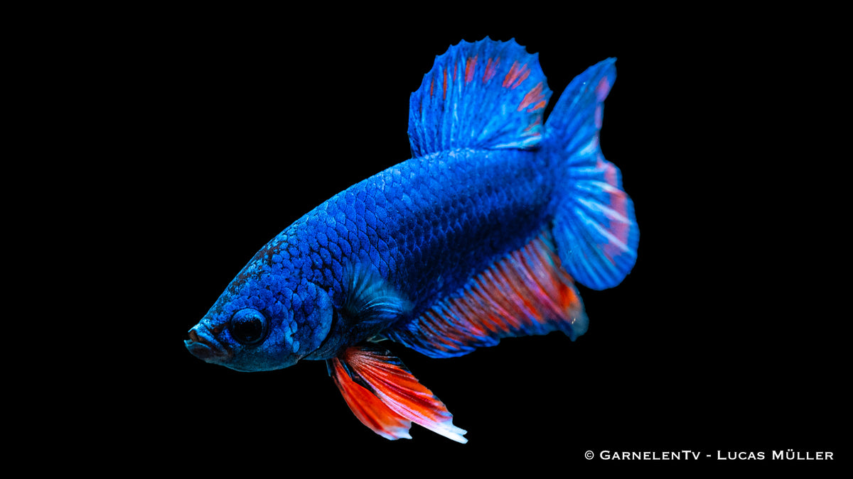 Farbenfroher Betta Koi Galaxy in einem Glasbehälter