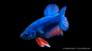 Farbenfroher Betta Koi Galaxy in einem Glasbehälter