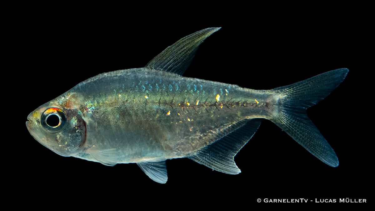 Farbenprächtiger Brilliantsalmler (Moenkhausia pitteri) schwimmend