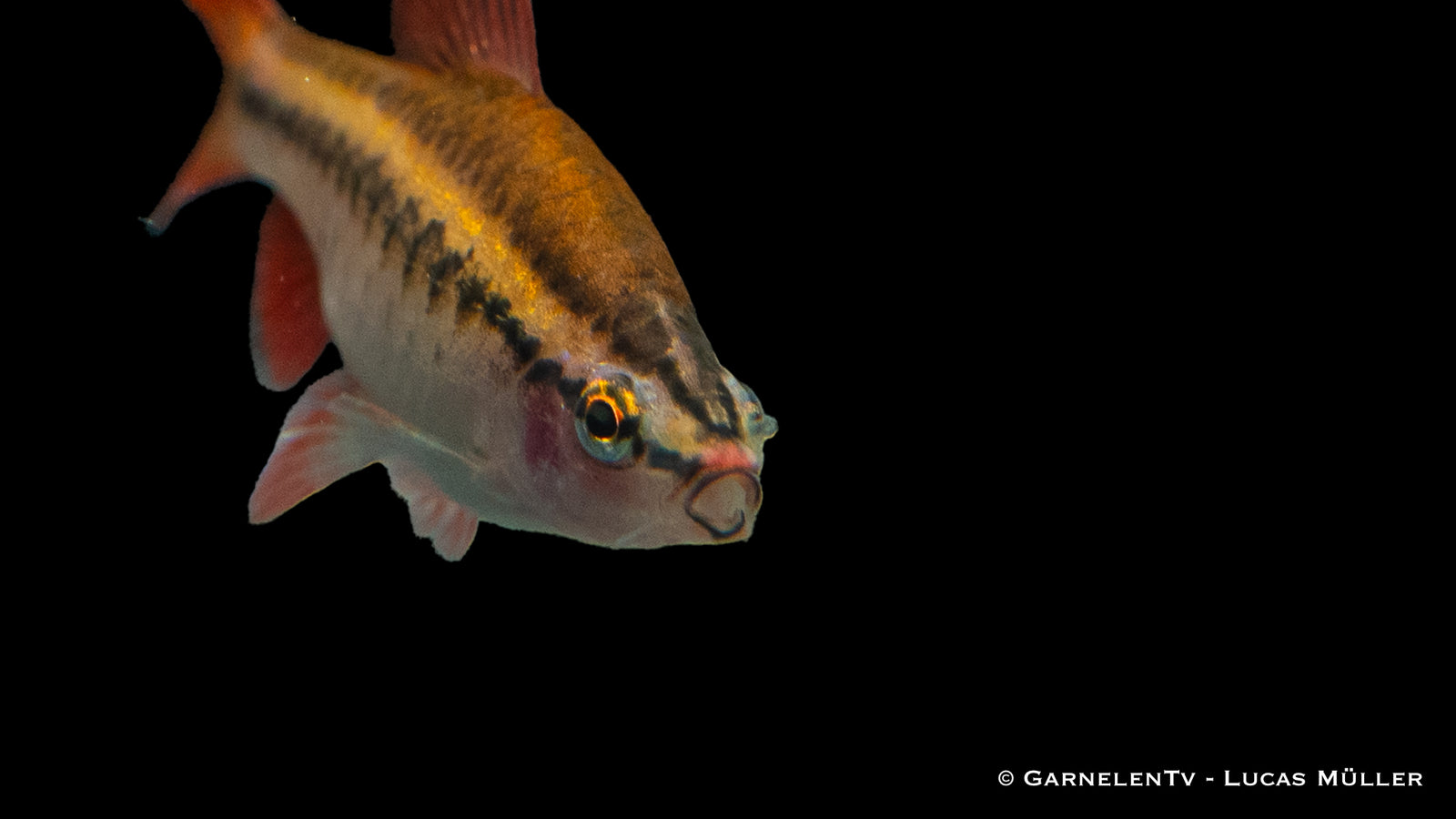 Bitterlingsbarbe (Puntius titteya) im Aquarium